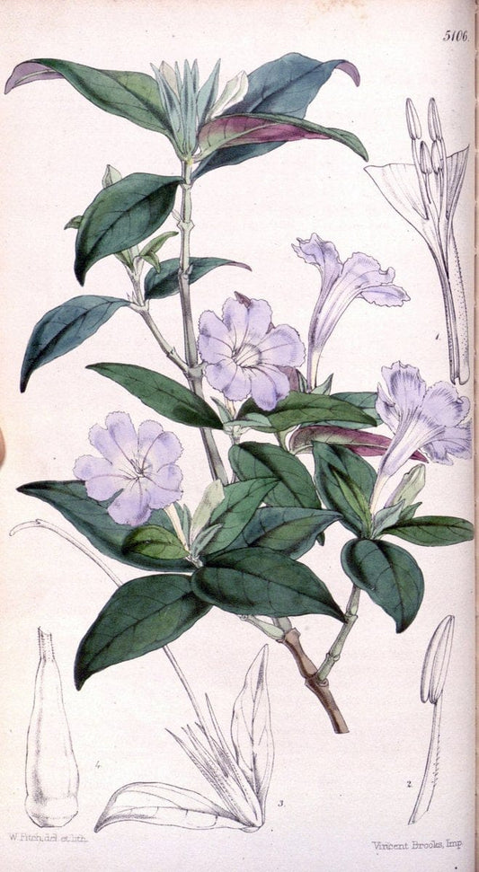 Curtis's botanical magazine. London ; New York [etc.] :Academic Press [etc.]. | "Botanical illustration" Botany Periodicals "Pictorial works" "Plants, Ornamental"  | Vintage Print Reproduction 452905