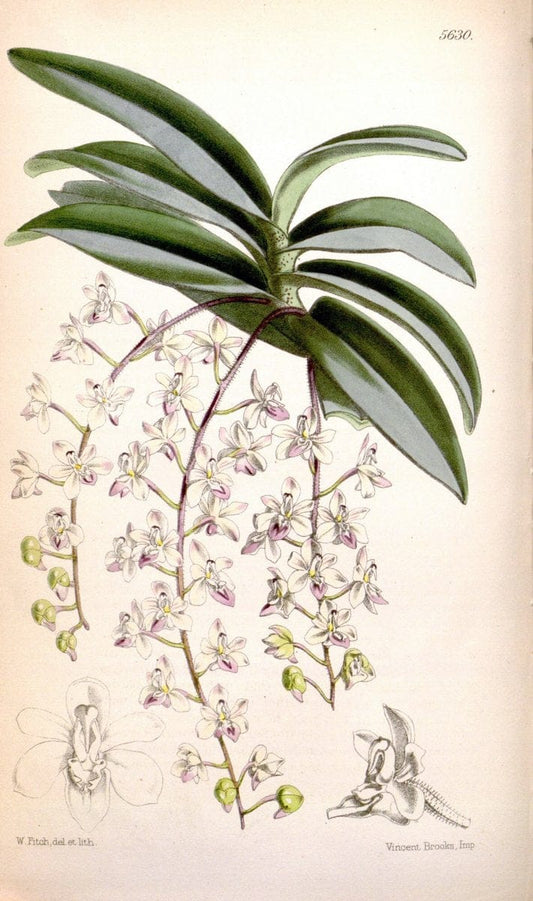 Curtis's botanical magazine. London ; New York [etc.] :Academic Press [etc.]. | "Botanical illustration" Botany Periodicals "Pictorial works" "Plants, Ornamental"  | Vintage Print Reproduction 452906