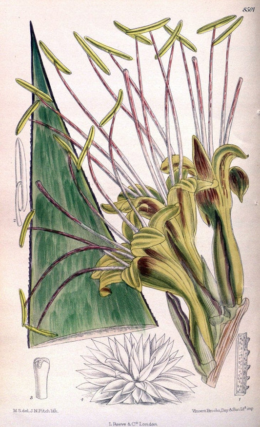 Curtis's botanical magazine. London ; New York [etc.] :Academic Press [etc.]. | "Botanical illustration" Botany Periodicals "Pictorial works" "Plants, Ornamental"  | Vintage Print Reproduction 452907