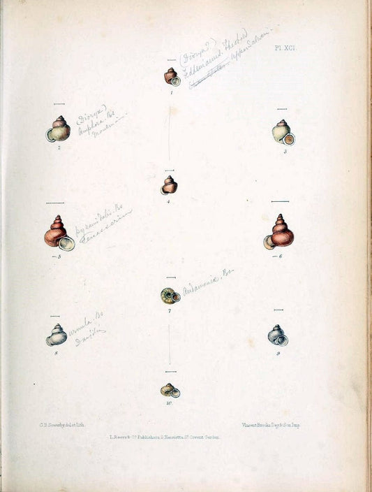 Conchologia indica,.London,1870-1876.. |  | Vintage Print Reproduction 452908