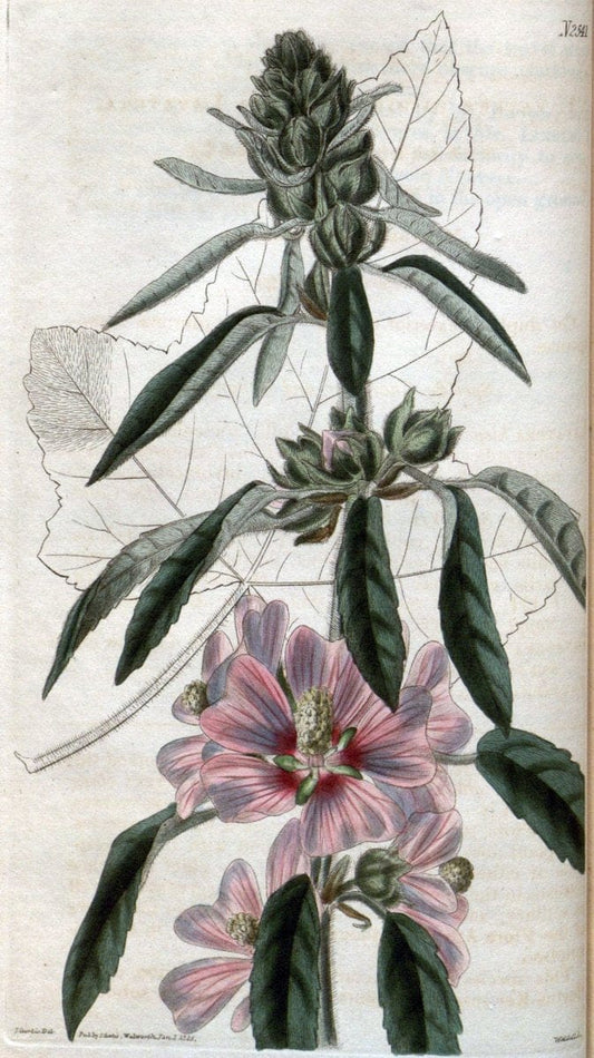 Curtis's botanical magazine. London ; New York [etc.] :Academic Press [etc.]. | "Botanical illustration" Botany Periodicals "Pictorial works" "Plants, Ornamental"  | Vintage Print Reproduction 452909