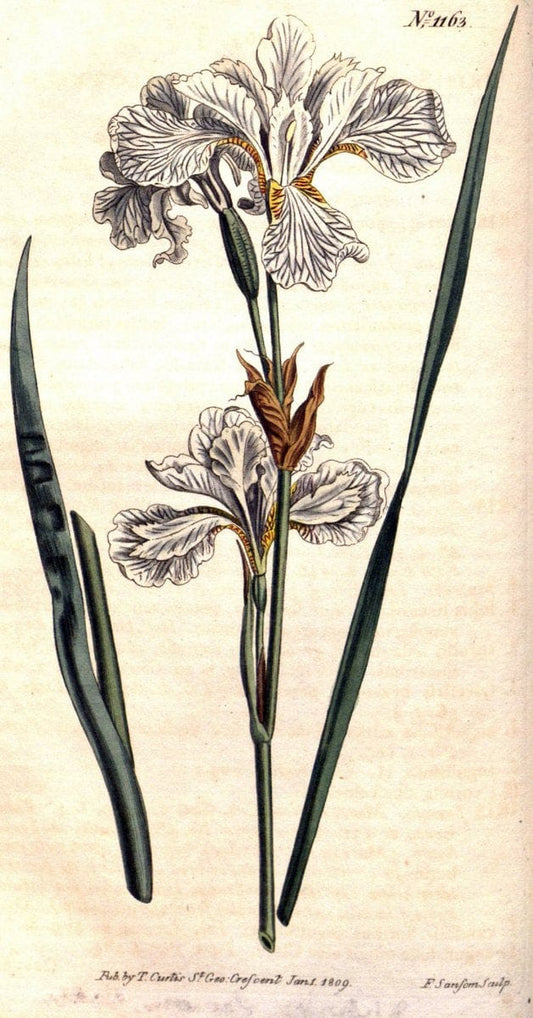 Curtis's botanical magazine. London ; New York [etc.] :Academic Press [etc.]. | "Botanical illustration" Botany Periodicals "Pictorial works" "Plants, Ornamental"  | Vintage Print Reproduction 452910