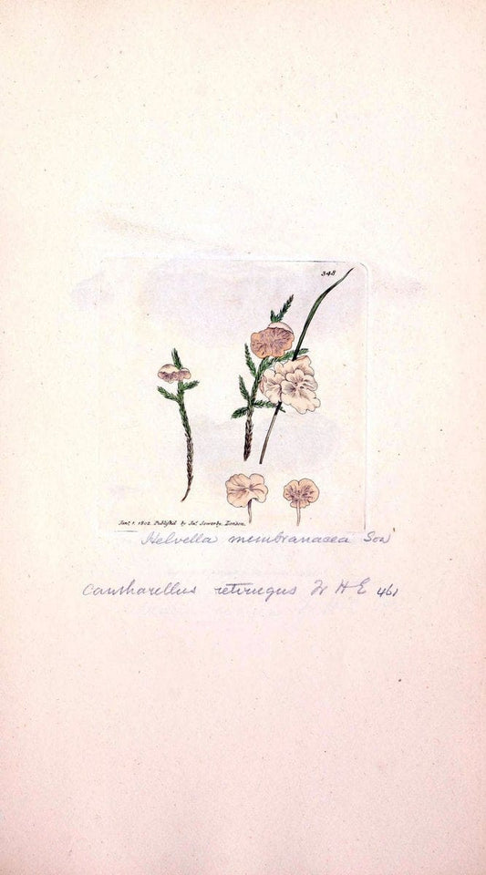 Coloured figures of English fungi or mushrooms. London,Printed by J. Davis,1797-[1809]. | England Mushrooms  | Vintage Print Reproduction 452911