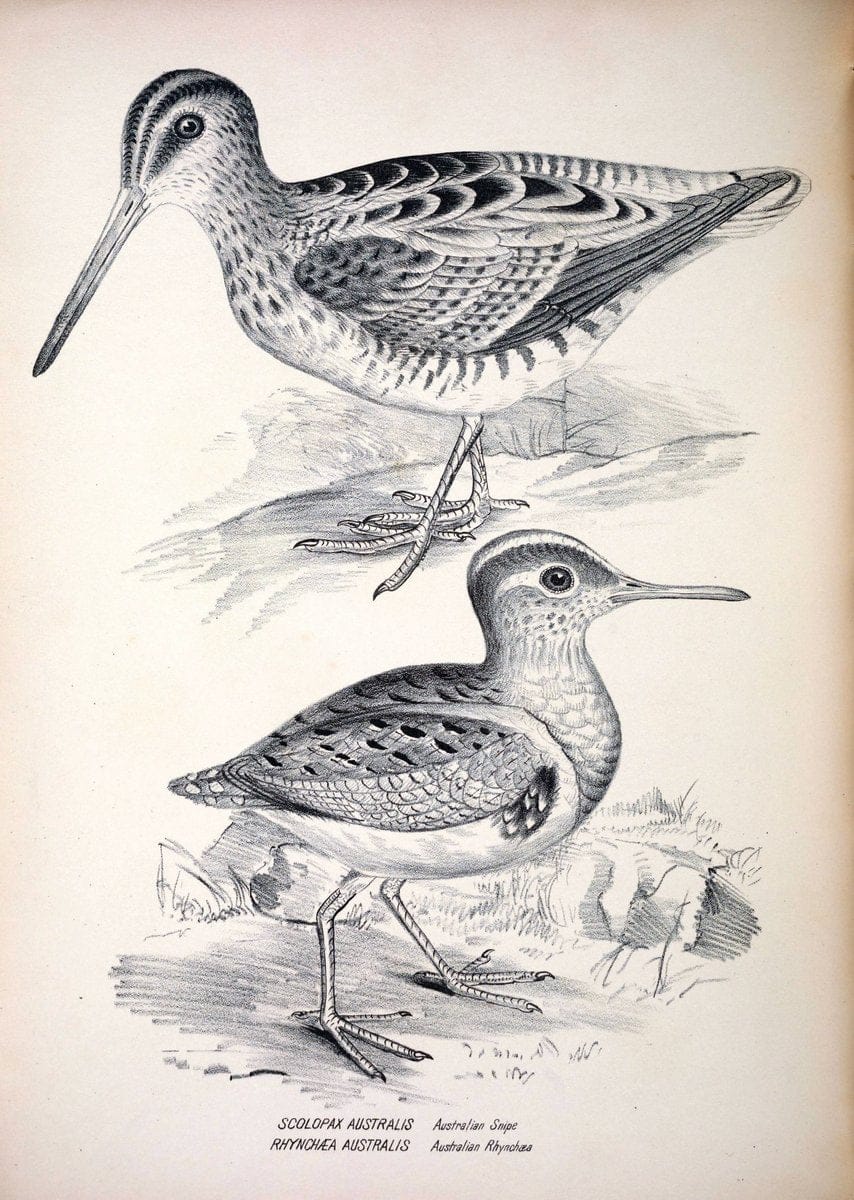 Companion to Gould's Handbook; or, Synopsis of the birds of Australia. Brisbane,Thorne & Greenwell,1877.  | Australia Birds | Vintage Print Reproduction 452912