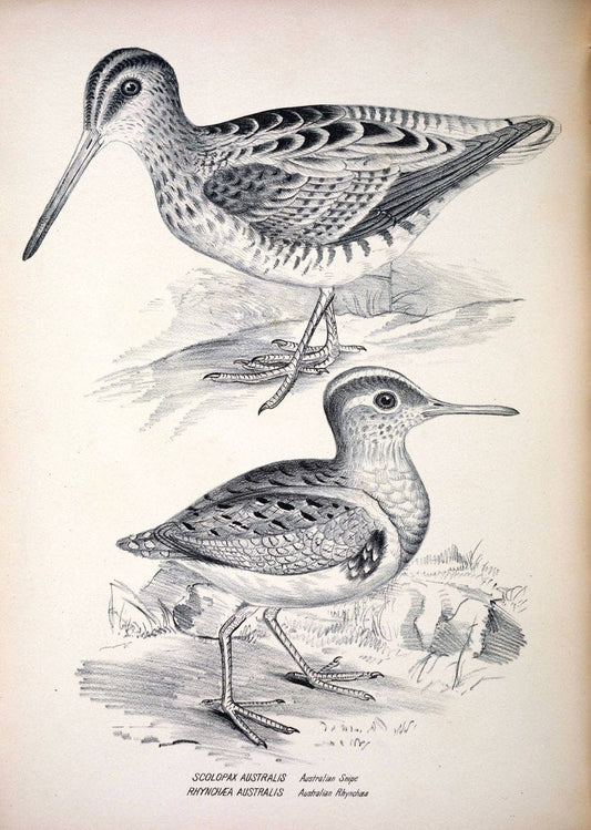 Companion to Gould's Handbook; or, Synopsis of the birds of Australia. Brisbane,Thorne & Greenwell,1877.  | Australia Birds | Vintage Print Reproduction 452912