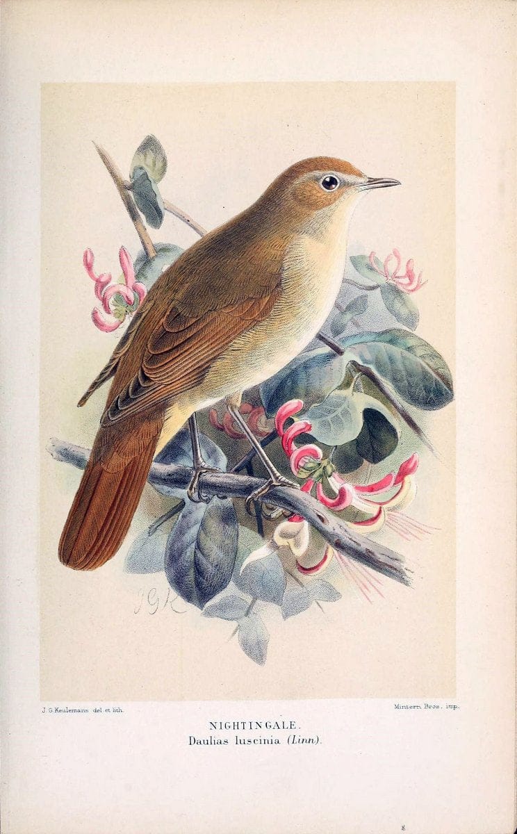 Coloured figures of the birds of the British Islands / issued by Lord Lilford. London :R | 59.82(42) Birds "Great Britain" "Pictorial works"  | Vintage Print Reproduction 452915