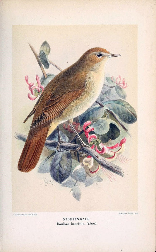 Coloured figures of the birds of the British Islands / issued by Lord Lilford. London :R | 59.82(42) Birds "Great Britain" "Pictorial works"  | Vintage Print Reproduction 452915