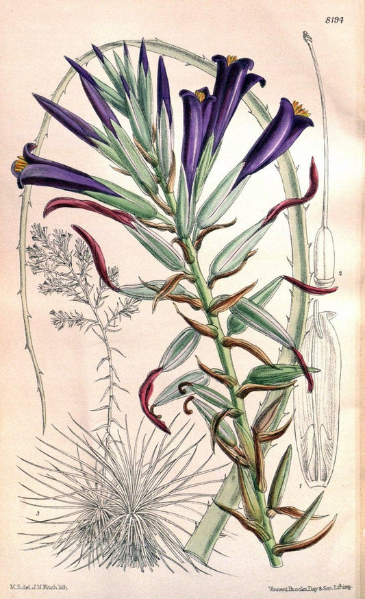 Curtis's botanical magazine. London ; New York [etc.] :Academic Press [etc.]. | "Botanical illustration" Botany Periodicals "Pictorial works" "Plants, Ornamental"  | Vintage Print Reproduction 452916