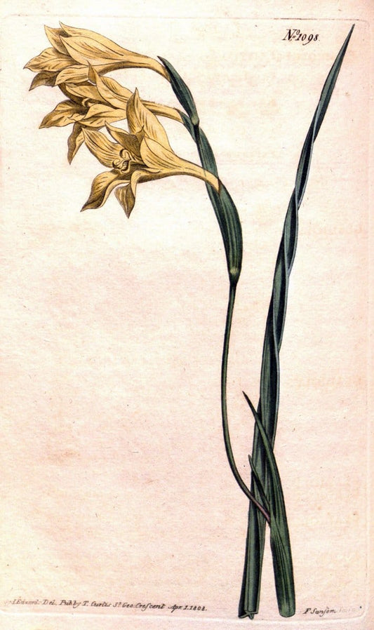 Curtis's botanical magazine. London ; New York [etc.] :Academic Press [etc.]. | "Botanical illustration" Botany Periodicals "Pictorial works" "Plants, Ornamental"  | Vintage Print Reproduction 452918