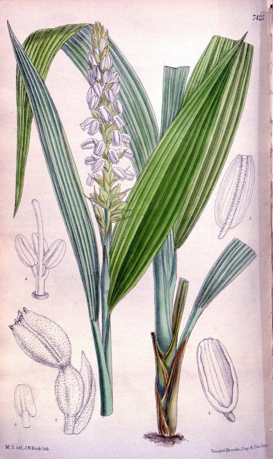 Curtis's botanical magazine. London ; New York [etc.] :Academic Press [etc.]. | "Botanical illustration" Botany Periodicals "Pictorial works" "Plants, Ornamental"  | Vintage Print Reproduction 452920