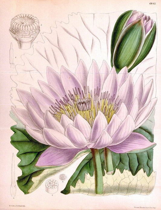 Curtis's botanical magazine. London ; New York [etc.] :Academic Press [etc.]. | "Botanical illustration" Botany Periodicals "Pictorial works" "Plants, Ornamental"  | Vintage Print Reproduction 452921