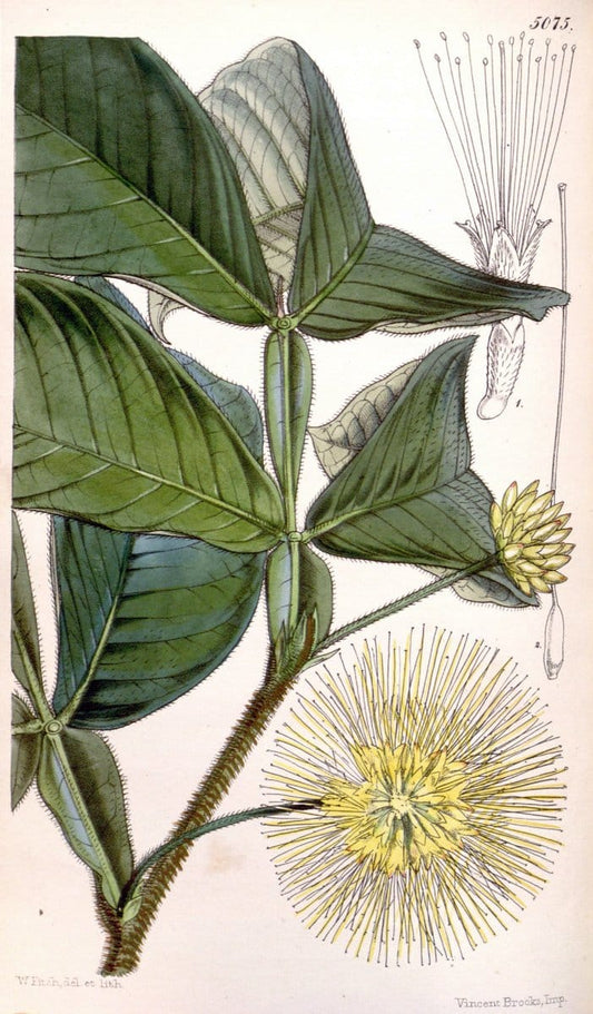 Curtis's botanical magazine. London ; New York [etc.] :Academic Press [etc.]. | "Botanical illustration" Botany Periodicals "Pictorial works" "Plants, Ornamental"  | Vintage Print Reproduction 452922