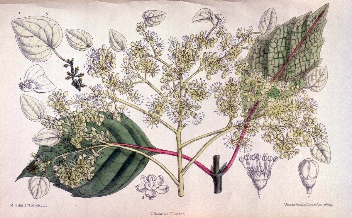 Dragable Image