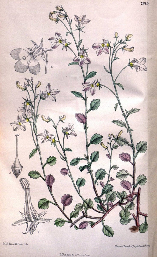 Curtis's botanical magazine. London ; New York [etc.] :Academic Press [etc.]. | "Botanical illustration" Botany Periodicals "Pictorial works" "Plants, Ornamental"  | Vintage Print Reproduction 452924