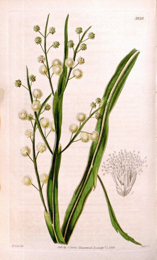 Curtis's botanical magazine. London ; New York [etc.] :Academic Press [etc.]. | "Botanical illustration" Botany Periodicals "Pictorial works" "Plants, Ornamental"  | Vintage Print Reproduction 452925