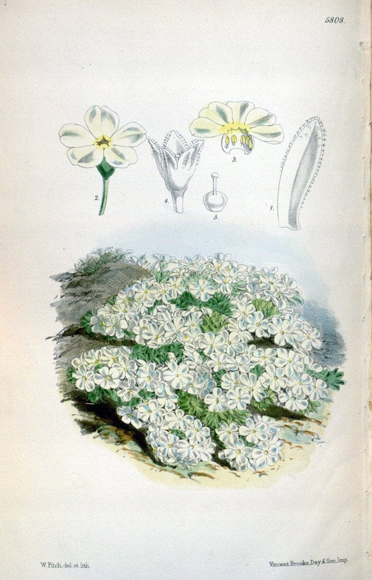 Curtis's botanical magazine. London ; New York [etc.] :Academic Press [etc.]. | "Botanical illustration" Botany Periodicals "Pictorial works" "Plants, Ornamental"  | Vintage Print Reproduction 452926