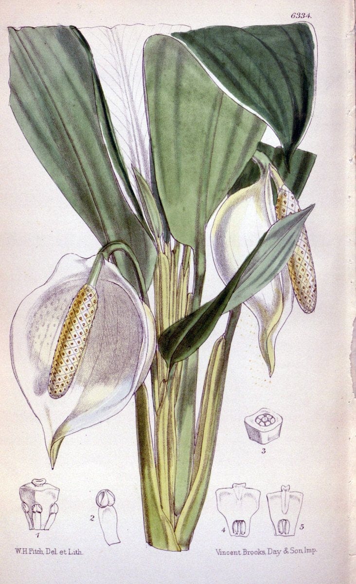 Curtis's botanical magazine. London ; New York [etc.] :Academic Press [etc.]. | "Botanical illustration" Botany Periodicals "Pictorial works" "Plants, Ornamental"  | Vintage Print Reproduction 452927