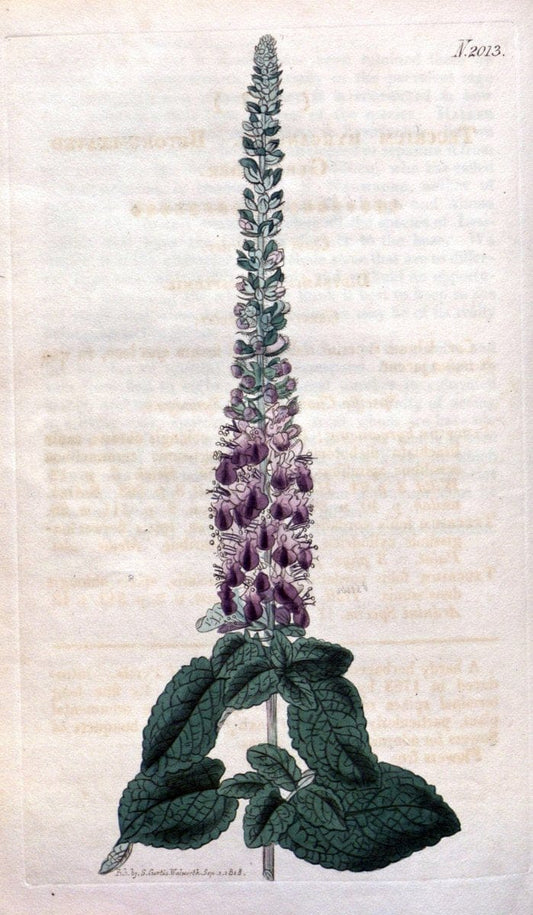 Curtis's botanical magazine. London ; New York [etc.] :Academic Press [etc.]. | "Botanical illustration" Botany Periodicals "Pictorial works" "Plants, Ornamental"  | Vintage Print Reproduction 452928