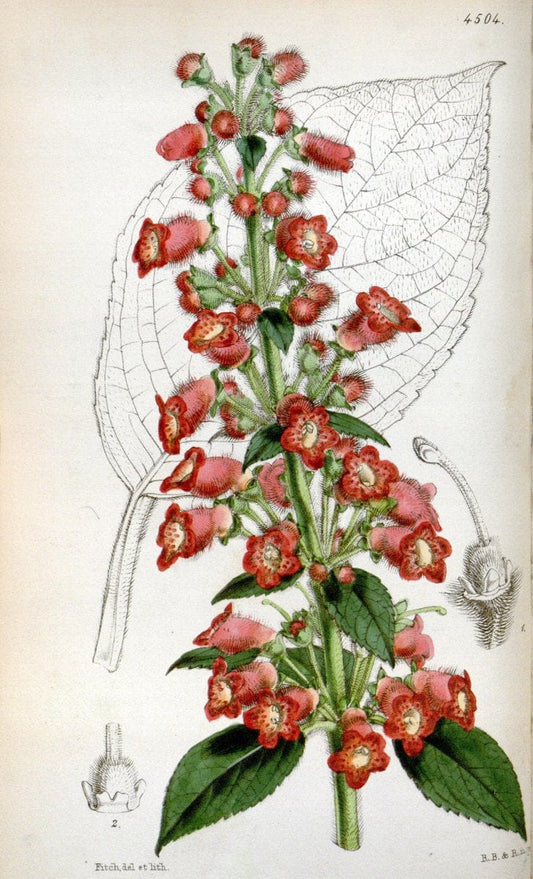 Curtis's botanical magazine. London ;New York [etc.] :Academic Press [etc.]. | Botany Periodicals "Pictorial works"  | Vintage Print Reproduction 452931