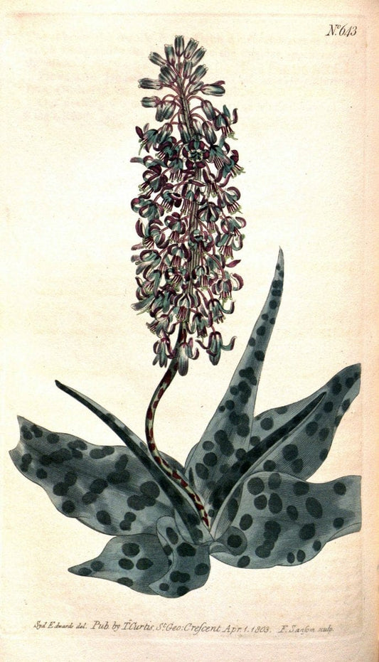 Curtis's botanical magazine. London ;New York [etc.] :Academic Press [etc.]. | Botany Periodicals "Pictorial works"  | Vintage Print Reproduction 452932