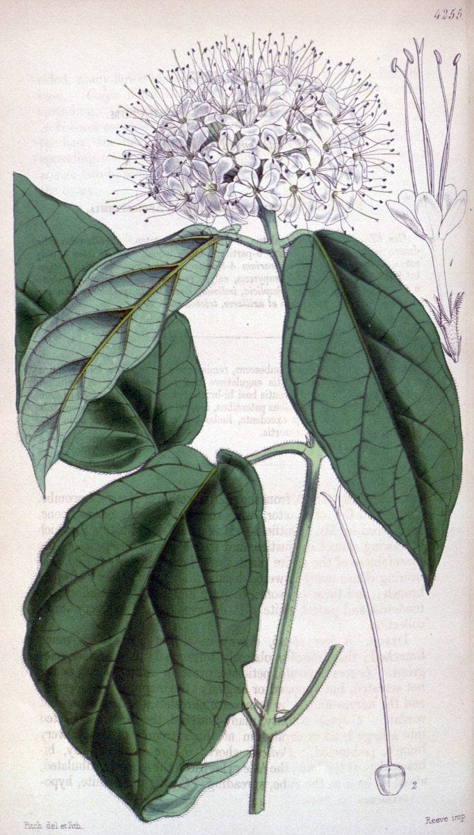 Curtis's botanical magazine. London ;New York [etc.] :Academic Press [etc.]. | Botany Periodicals "Pictorial works"  | Vintage Print Reproduction 452933