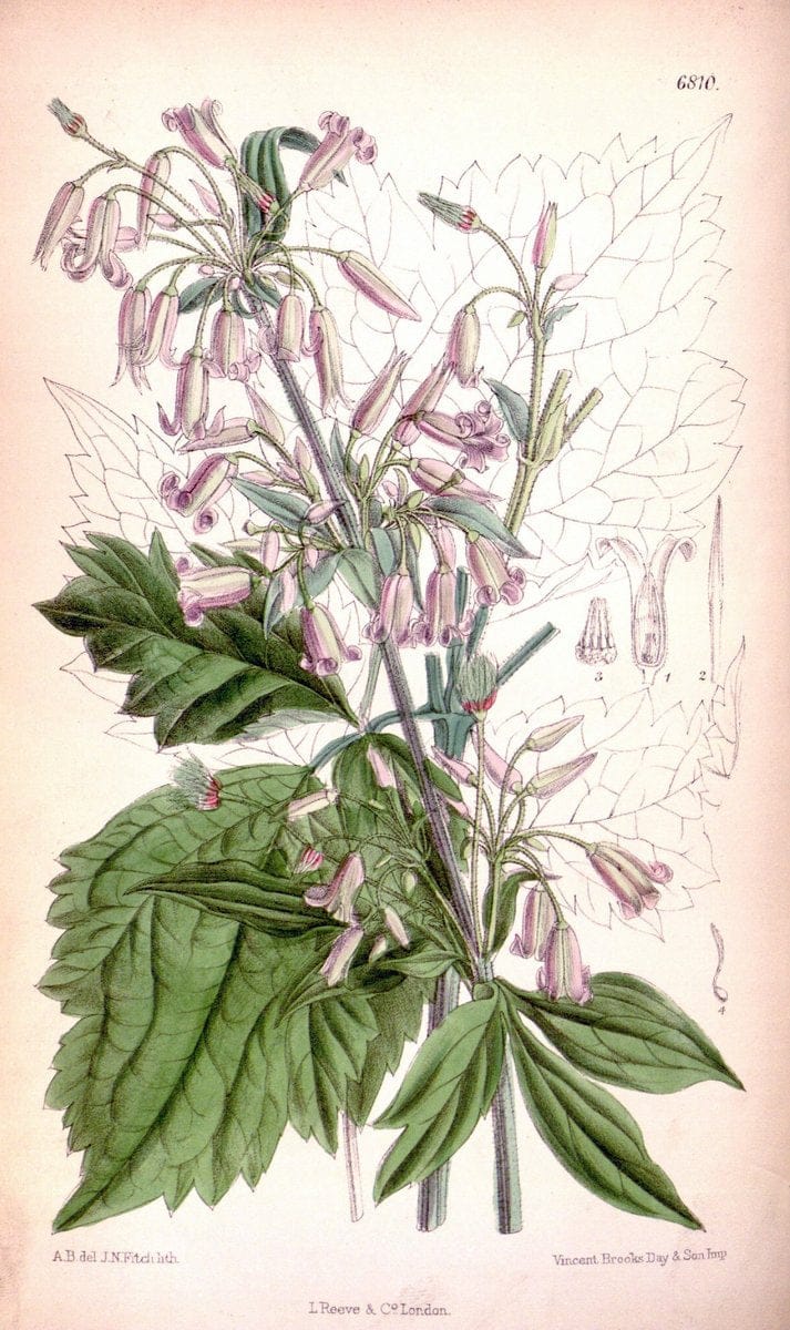 Curtis's botanical magazine. London ; New York [etc.] :Academic Press [etc.]. | "Botanical illustration" Botany Periodicals "Pictorial works" "Plants, Ornamental"  | Vintage Print Reproduction 452936