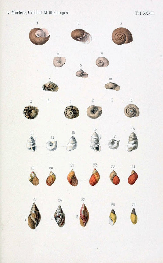 Conchologische Mittheilungen als Fortsetzung der Novitates conchologicae. bd 1 - 3.Cassell :T. Fischer,1880- . |  | Vintage Print Reproduction 452937