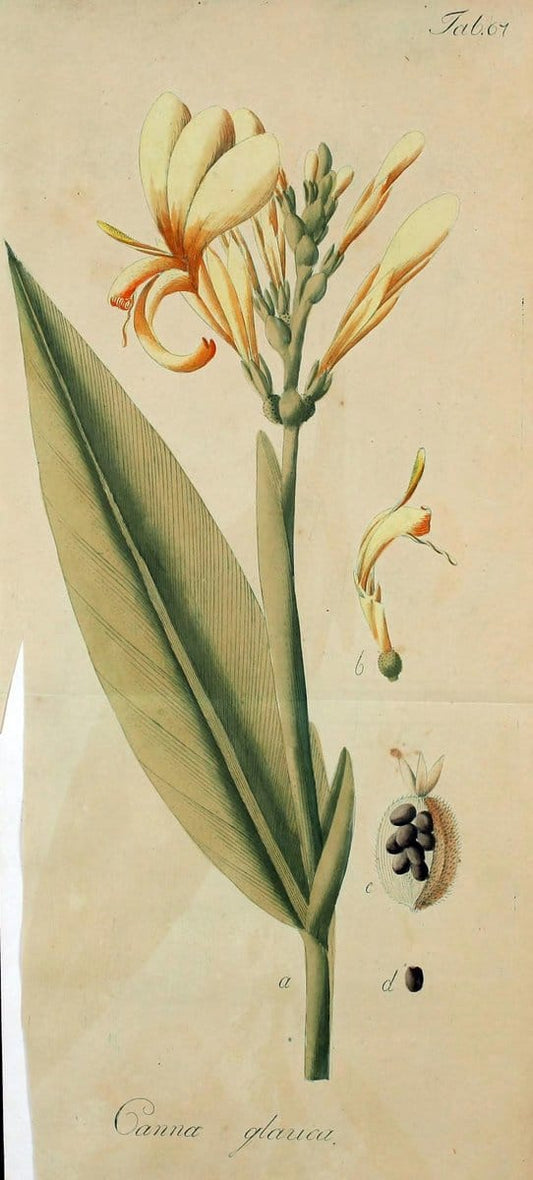 Collectio plantarum tam exoticarum, quam indigenarum, cum delineatione, descriptione cul | Botany | Vintage Print Reproduction 452938