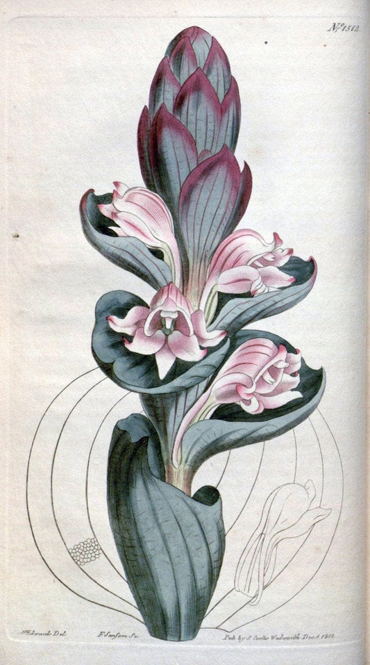 Curtis's botanical magazine. London ; New York [etc.] :Academic Press [etc.]. | "Botanical illustration" Botany Periodicals "Pictorial works" "Plants, Ornamental"  | Vintage Print Reproduction 452939