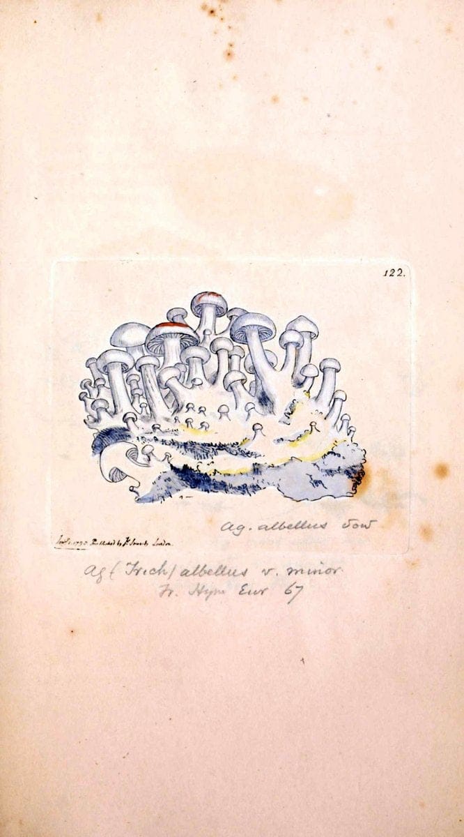 Coloured figures of English fungi or mushrooms. London,Printed by J. Davis,1797-[1809]. | England Mushrooms  | Vintage Print Reproduction 452940