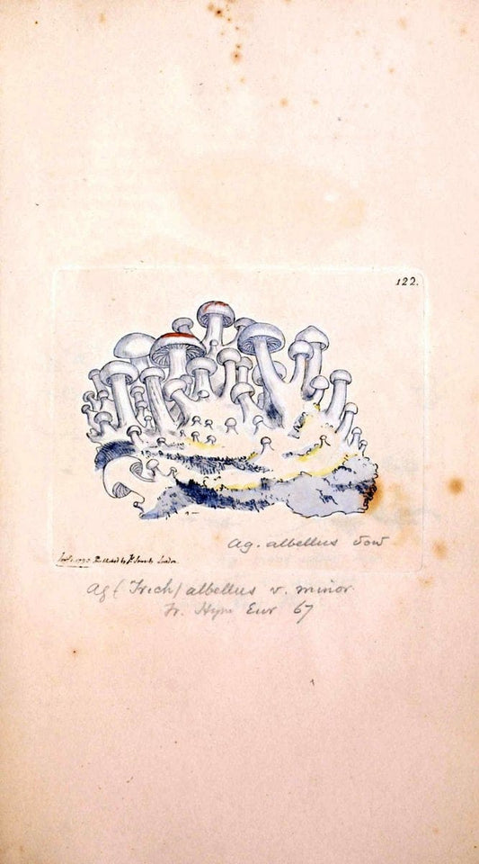 Coloured figures of English fungi or mushrooms. London,Printed by J. Davis,1797-[1809]. | England Mushrooms  | Vintage Print Reproduction 452940
