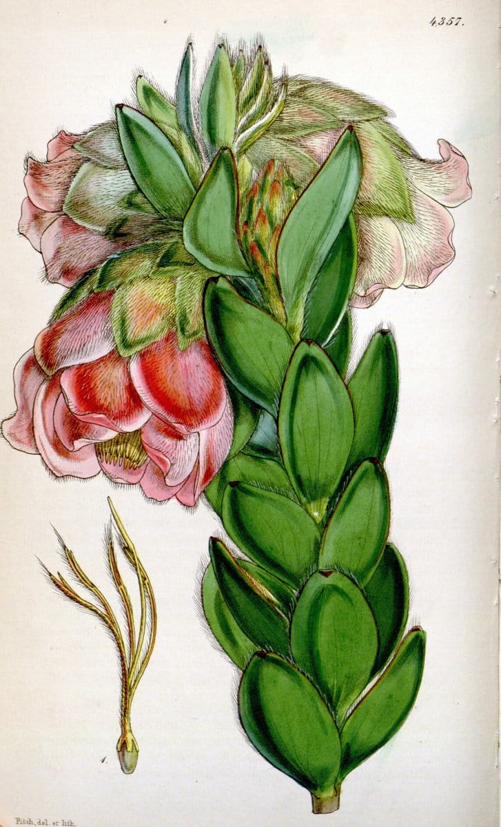 Curtis's botanical magazine. London ; New York [etc.] :Academic Press [etc.]. | "Botanical illustration" Botany Periodicals "Pictorial works" "Plants, Ornamental"  | Vintage Print Reproduction 452943