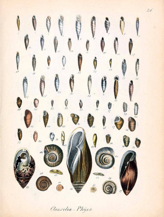 Conchylienbuch, oder, Allgemeine und besondere Naturgeschichte der Muscheln und Schnecke | Mollusks "Pictorial works"  | Vintage Print Reproduction 452944