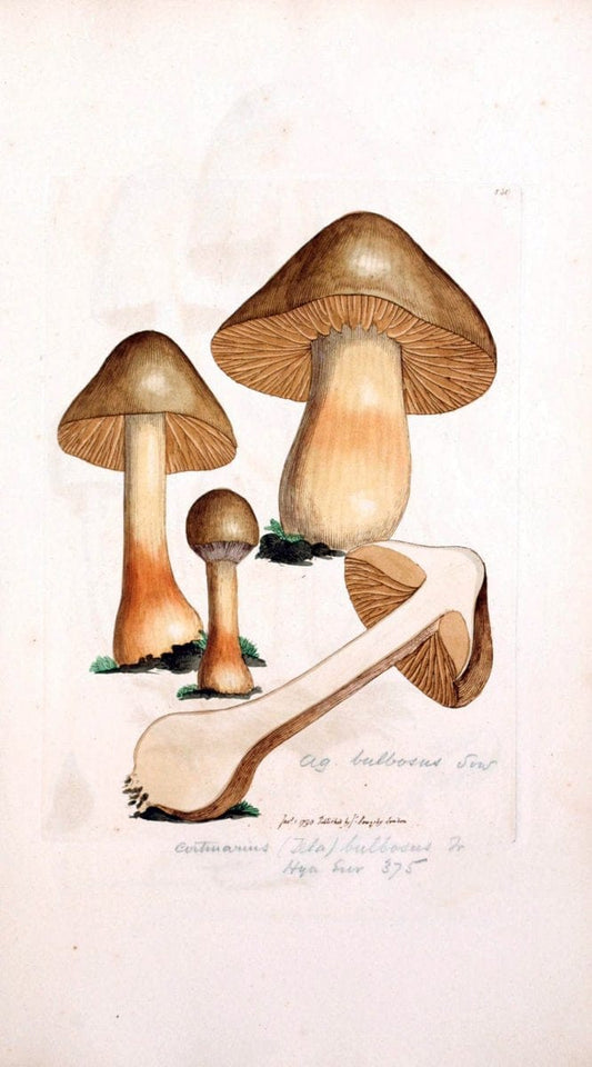 Coloured figures of English fungi or mushrooms. London,Printed by J. Davis,1797-[1809]. | England Mushrooms  | Vintage Print Reproduction 452945