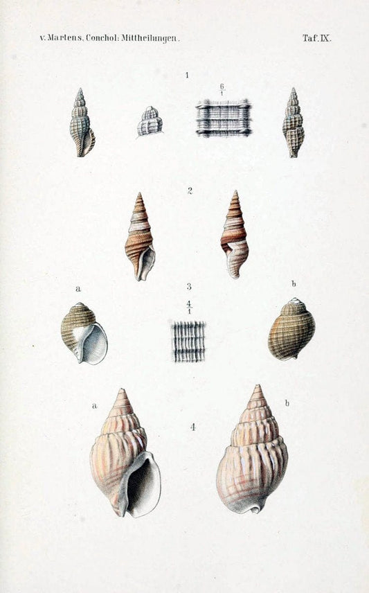 Conchologische Mittheilungen als Fortsetzung der Novitates conchologicae. bd 1 - 3.Cassell :T. Fischer,1880- . |  | Vintage Print Reproduction 452946