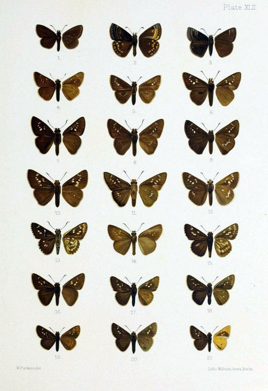 Butterflies from China, Japan, and Corea. London,R.H. Porter,1892-94.  | Butterflies China Japan Korea  | Vintage Print Reproduction 452947