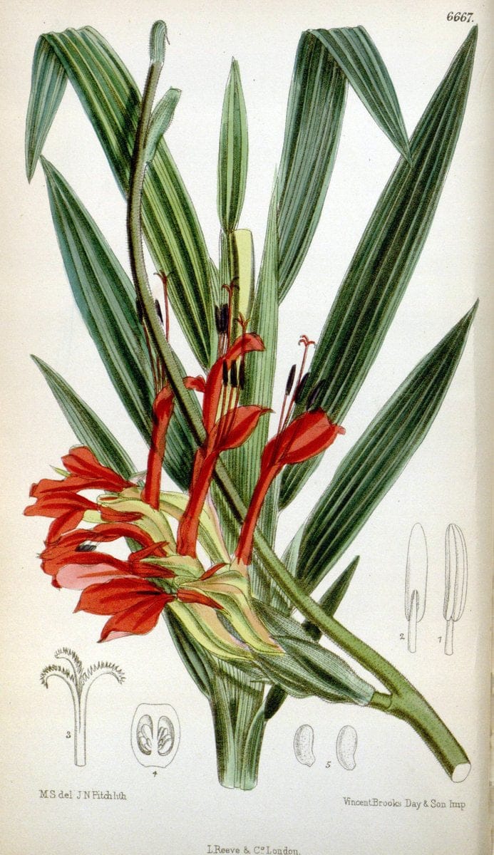 Curtis's botanical magazine. London ; New York [etc.] :Academic Press [etc.]. | "Botanical illustration" Botany Periodicals "Pictorial works" "Plants, Ornamental"  | Vintage Print Reproduction 452949