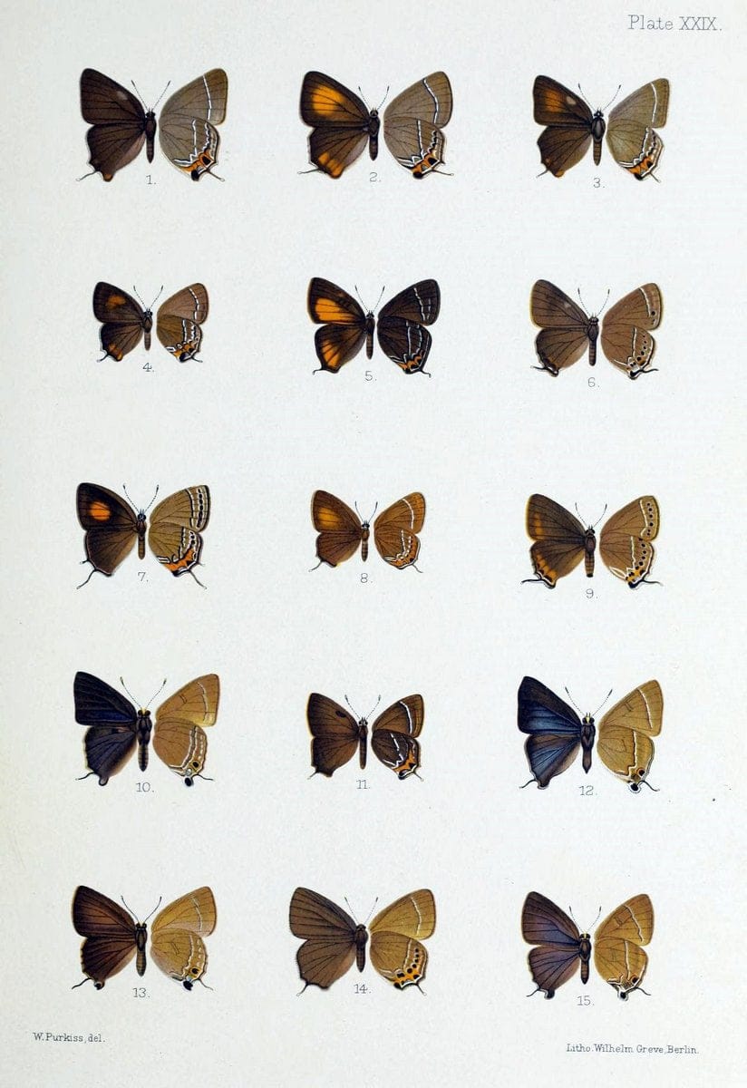 Butterflies from China, Japan, and Corea. London,R.H. Porter,1892-94.  | Butterflies China Japan Korea  | Vintage Print Reproduction 452952
