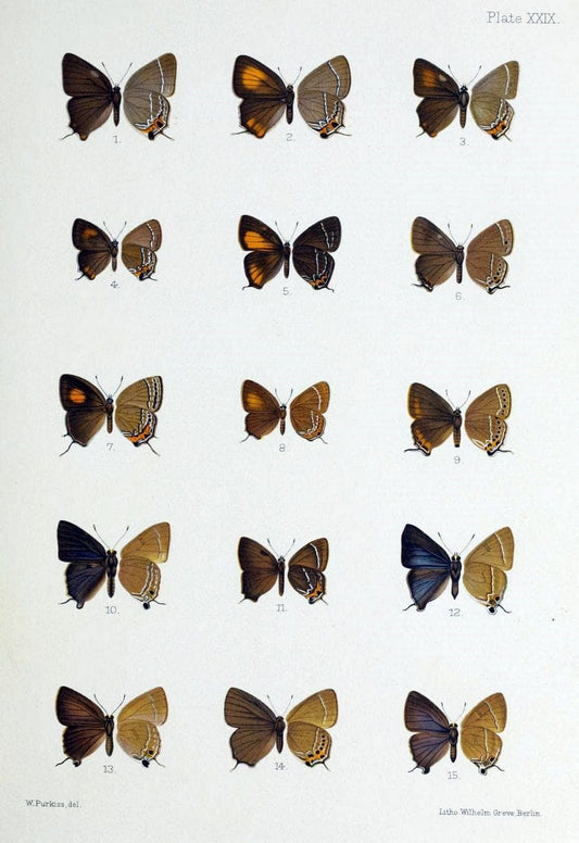 Butterflies from China, Japan, and Corea. London,R.H. Porter,1892-94.  | Butterflies China Japan Korea  | Vintage Print Reproduction 452952