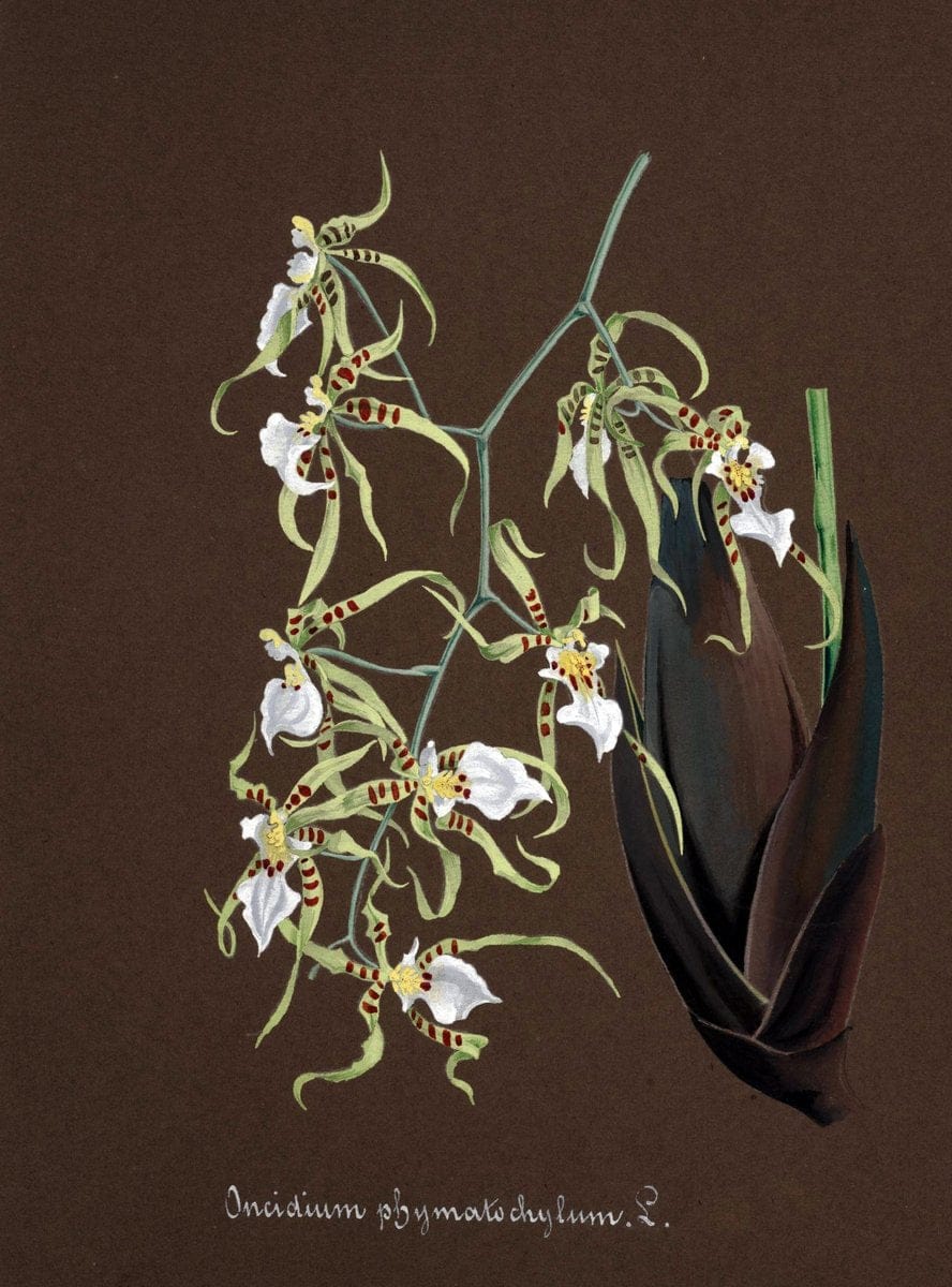 Collection d'orchideÃŒÂes.[S.l. :s.n.,18--]. | "Botanical illustration" Orchidaceae "Orchidaceae in art" "Pictorial works"  | Vintage Print Reproduction 452955