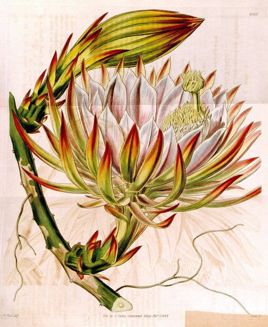 Curtis's botanical magazine. London ; New York [etc.] :Academic Press [etc.]. | "Botanical illustration" Botany Periodicals "Pictorial works" "Plants, Ornamental"  | Vintage Print Reproduction 452956