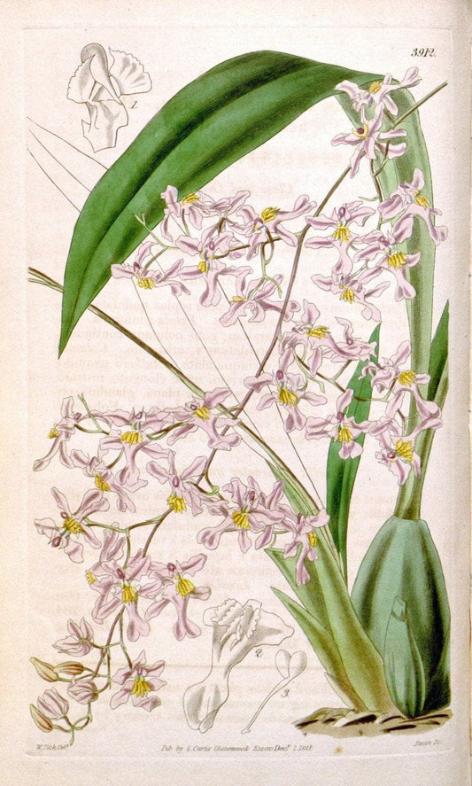 Curtis's botanical magazine. London ; New York [etc.] :Academic Press [etc.]. | "Botanical illustration" Botany Periodicals "Pictorial works" "Plants, Ornamental"  | Vintage Print Reproduction 452958