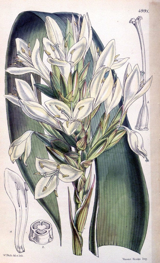 Curtis's botanical magazine. London ; New York [etc.] :Academic Press [etc.]. | "Botanical illustration" Botany Periodicals "Pictorial works" "Plants, Ornamental"  | Vintage Print Reproduction 452959