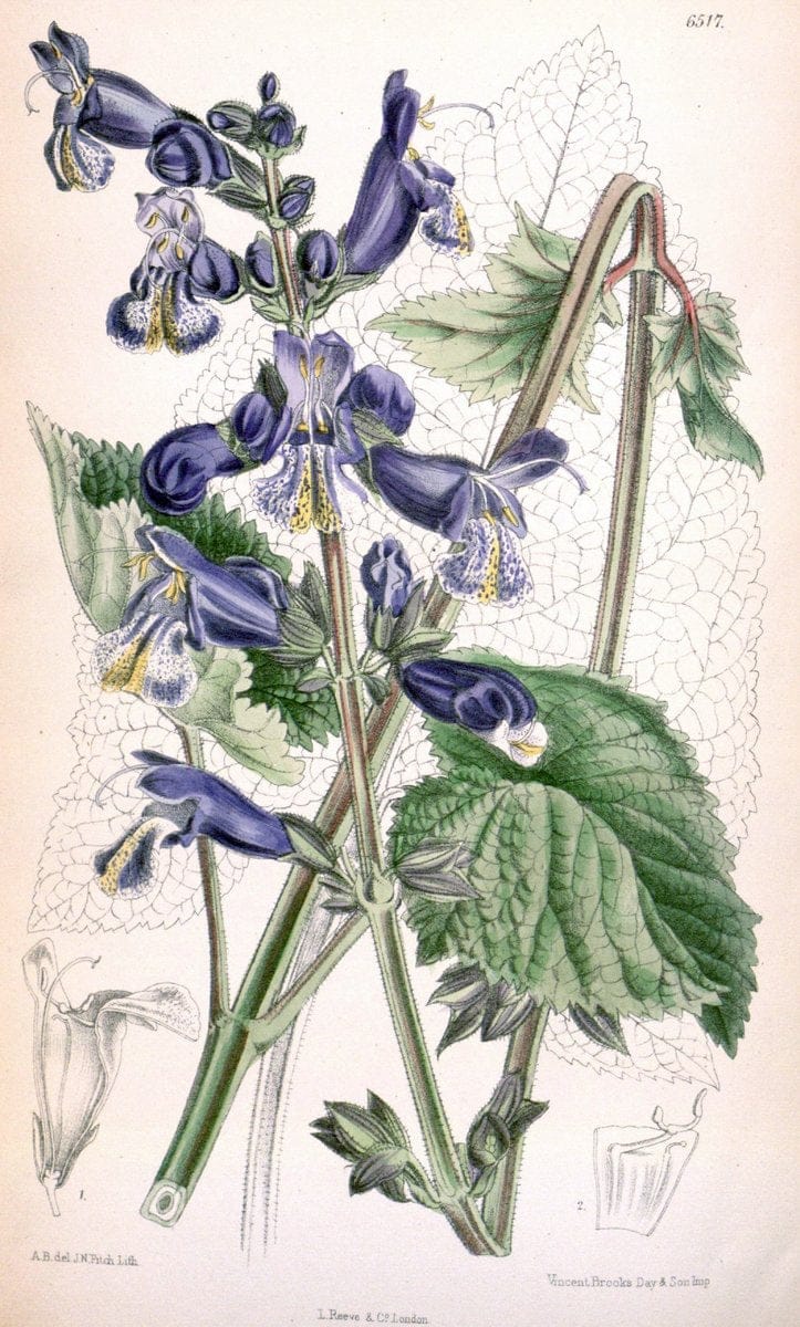 Curtis's botanical magazine. London ; New York [etc.] :Academic Press [etc.]. | "Botanical illustration" Botany Periodicals "Pictorial works" "Plants, Ornamental"  | Vintage Print Reproduction 452962