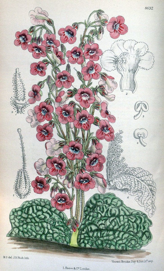 Curtis's botanical magazine. London ; New York [etc.] :Academic Press [etc.]. | "Botanical illustration" Botany Periodicals "Pictorial works" "Plants, Ornamental"  | Vintage Print Reproduction 452963