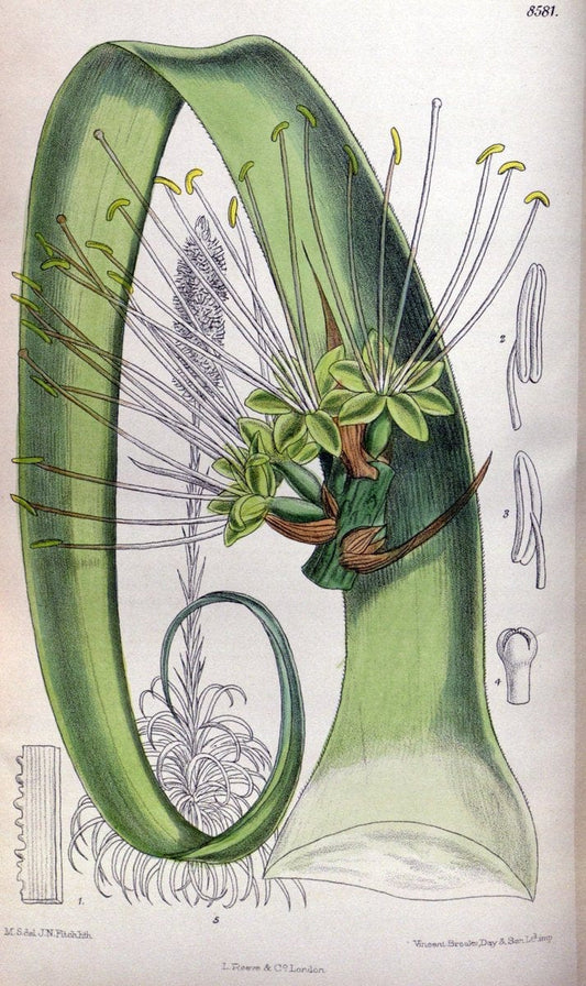 Curtis's botanical magazine. London ; New York [etc.] :Academic Press [etc.]. | "Botanical illustration" Botany Periodicals "Pictorial works" "Plants, Ornamental"  | Vintage Print Reproduction 452964