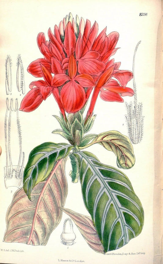 Curtis's botanical magazine. London ; New York [etc.] :Academic Press [etc.]. | "Botanical illustration" Botany Periodicals "Pictorial works" "Plants, Ornamental"  | Vintage Print Reproduction 452966