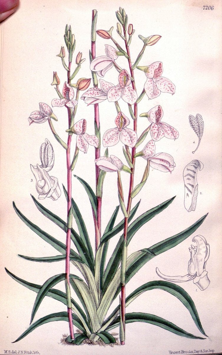 Curtis's botanical magazine. London ; New York [etc.] :Academic Press [etc.]. | "Botanical illustration" Botany Periodicals "Pictorial works" "Plants, Ornamental"  | Vintage Print Reproduction 452967