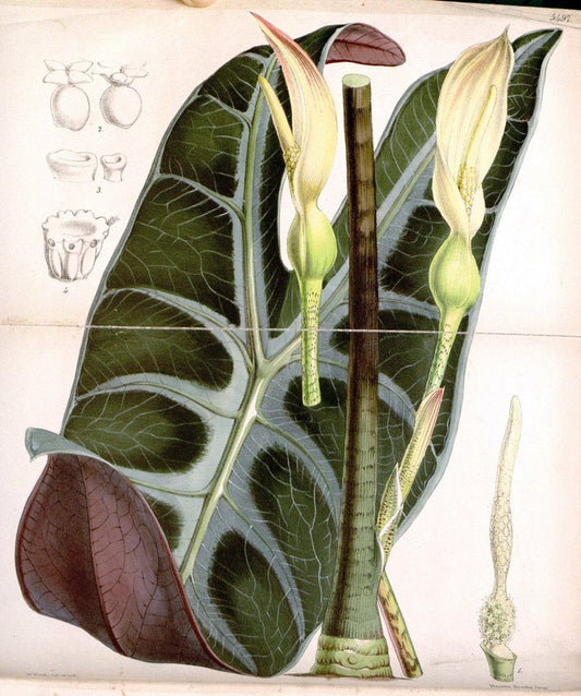 Curtis's botanical magazine..London ;New York [etc.] :Academic Press [etc.]. |  | Vintage Print Reproduction 452969