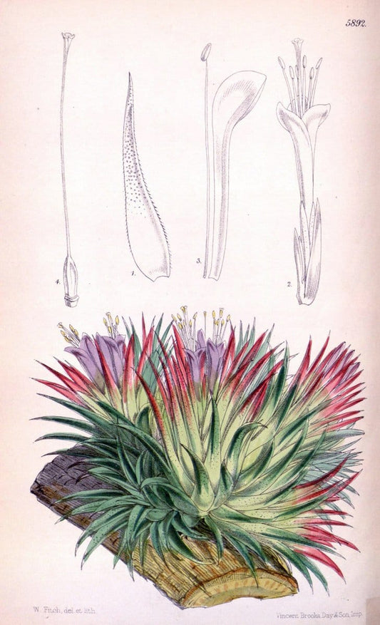 Curtis's botanical magazine..London ;New York [etc.] :Academic Press [etc.]. |  | Vintage Print Reproduction 452970